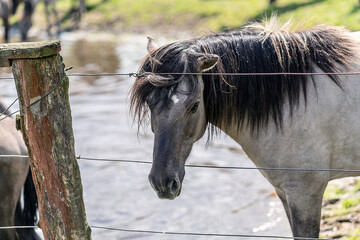 Wildpferde in Dülmen