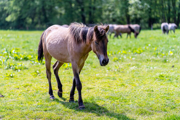 Wildpferde in Dülmen