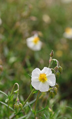 Beautiful close-up of helianthemum apenninum