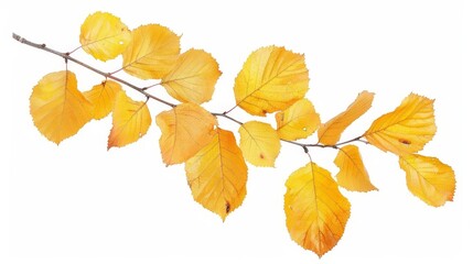 autumn birch leaves dry yellow foliage isolated on white photo cutout
