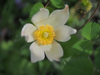 Wei&szlig;e Bl&uuml;te