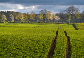 droga pzez pole © Marek