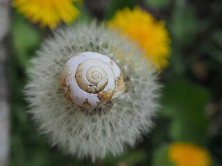 Schneckenhaus auf L&ouml;wenzahn