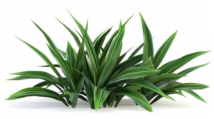 delicate pandanus amaryllifolius leaves isolated on pure white detailed 3d render