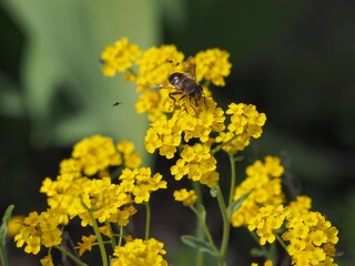 Biene auf Bodendecker