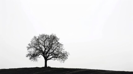 dramatic black silhouette of a lone tree against stark white background nature minimalism concept