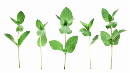 fresh green mint leaves isolated on white background herb collection cut out