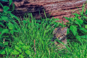 Scottish wildcat kitten in nature