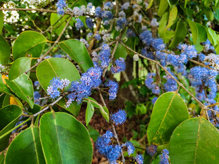 blue flowers of the Memecylon umbellatum plant in a mountain forest