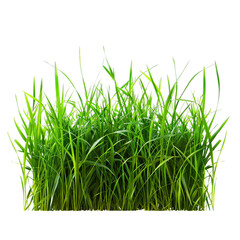 green grass isolated on white background