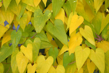 ヤマイモの黄葉　葉模様