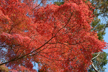 紅葉のもみじ