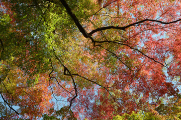 秋の彩り　森の紅葉