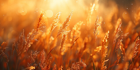 ears of grass in the rays of the setting sun. Shallow depth of field