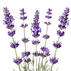 lavender flowers isolated on white background