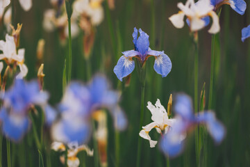 Iris flower in a summer garden, close-up. irises flowers at field