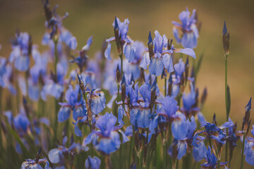Iris flower in a summer garden, close-up. irises flowers at field © Cristina