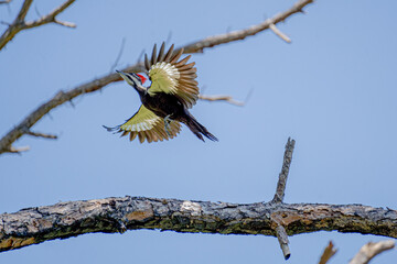 Pileated Woodpecker