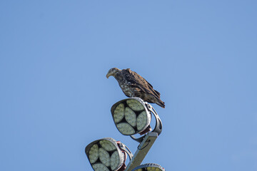 Juvenile Bald Eagle