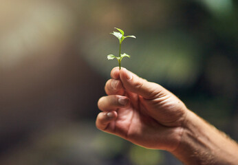 Person, hand and plant with sprout in nature for growth, agriculture or sustainability in forest or wilderness. Closeup of small flower, stem or sapling in natural environment for life conservation