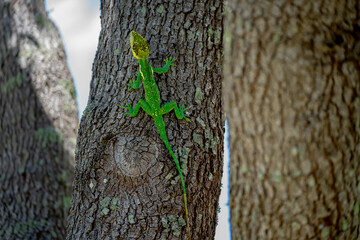 Knight Anole