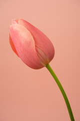 pink tulip isolated on pink background