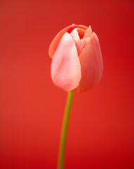 Pink tulip on a red background