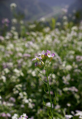 Close up photo of a purple radish flower branch in background of the flower field