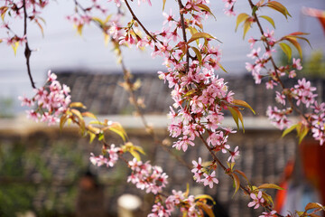 Fully bloom cherry blossom branches leaning toward the winds