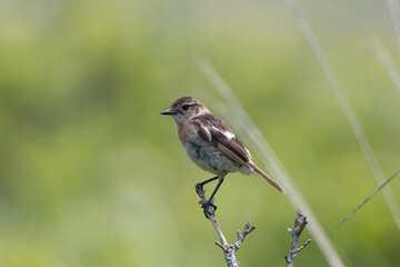 夏の高原のノビタキ