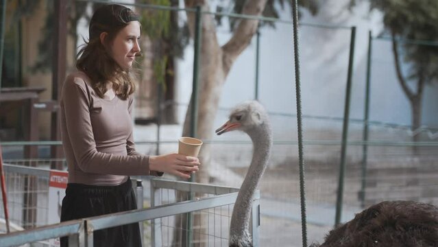 Girl feeding an ostrich on a farm.