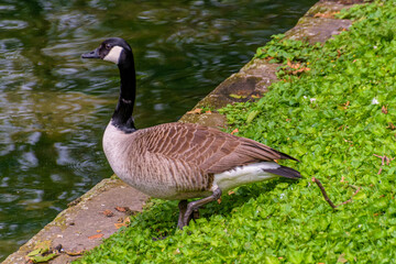 country goose branta canadensis on the edge of the Stadtgraben at Konigsallee in Düsseldorf