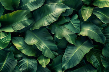 Pattern of tropical banana leaves, dark green background 
