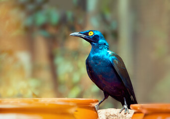 Beautiful shiny bird. Cape Glossy Starling, Lamprotornis, Glossy Starling from the Africa.