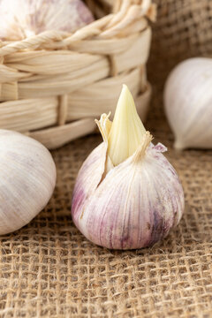 Garlic bulb with sprouts closeup on burlap bag. Sprouted garlic