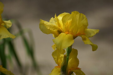 yellow flowers