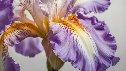 Beautiful delicate iris flower background