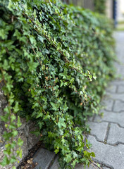 Common ivy plant - Hedera helix. Spring urban greenery, lush climbing cover evergreens for fences and walls. Background.