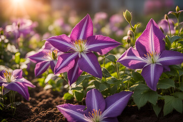 blooming clematis in the garden