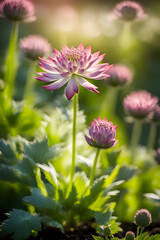 Obraz premium blooming pink climbing astrantia in the garden