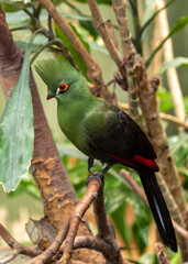 Green Turaco (Tauraco persa) - Emerald Jewel of Sub-Saharan Africa