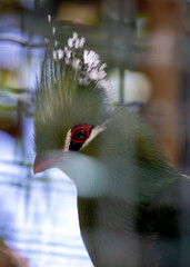 Green Turaco (Tauraco persa) - Emerald Jewel of Sub-Saharan Africa