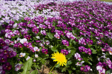 Fototapeta premium Frühlingsbeet mit Garten-Stiefmütterchen (Viola ×wittrockiana)