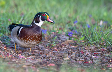 Closeup of a wood duck standing in bright green grass in spring.