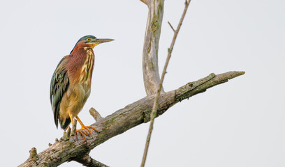 Closeup of a green heron perched on a dead tree branch.