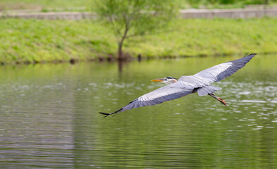 Closeup of a great blue heron flying across a pond in spring.