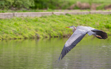 Closeup of a great blue heron flying across a pond in spring.