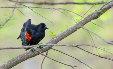 Closeup of a red-winged blackbird ruffling its feathers as it preens while perched on a tree branch.