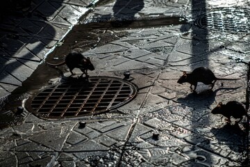 Urban rats darting near a sewer grate on a damp cobblestone street in the enigmatic evening glow