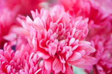 Flowers macro close up natural